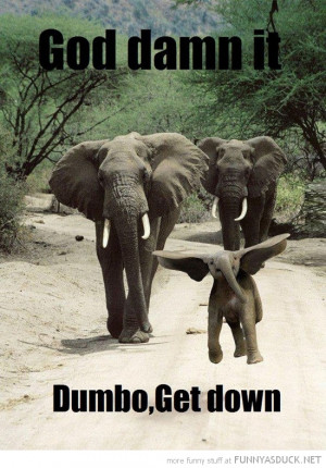 baby elephant jumping big ears animal god damn it dumbo get down funny ...