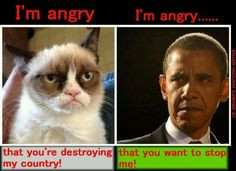 cat obama | grumpy cat hates obama. obama is a socialist | grumpy cat ...