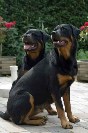picture-rottweiler-dogs-86 for Picture Rottweiler Dogs