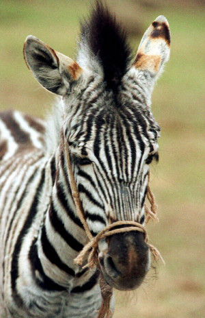 Safeguard Quotes Site