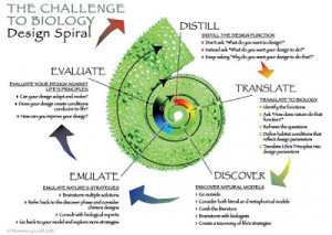 The biomimicry design spiral as innovation tool (2)