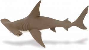 hammerhead shark life cycle