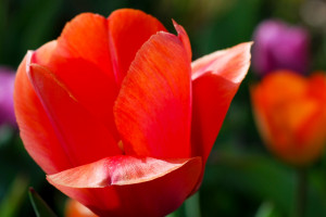 Love The Tulips Day Flowers