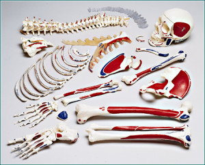 Premier Disarticulated Half-Skeleton