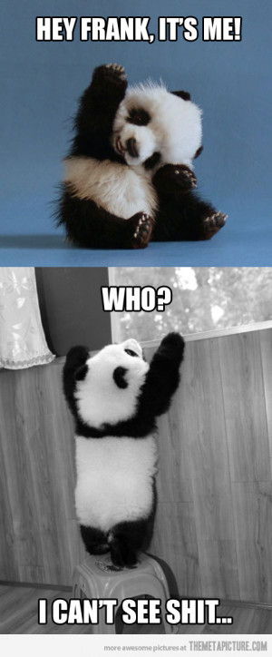 Funny photos funny panda waving hi