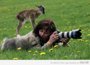 animals, baby, baby deer, baby wolf, cute, deer, fawn, nature ...