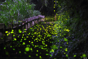 lightning bugs