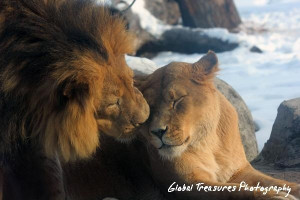 Forget Eskimo kisses. LION KISSES.