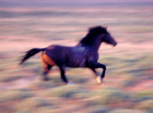 Horses Running Free Quotes (free foto)