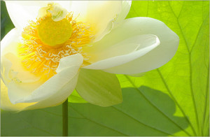 ... white lotus flower post. Please come again for Flower Mounds updates