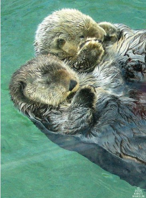 pretty sure otters holding hands have been done. but whatever..