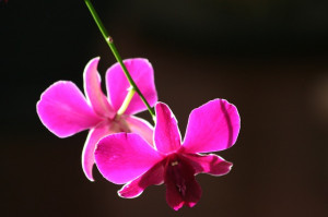 Orchid Flower Quotes