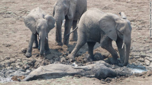 Despite efforts from their herd to help, the pair were unable to free ...