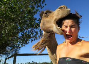 CAMEL-SELFIE-facebook.jpg