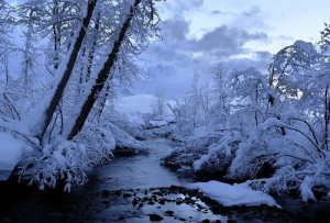 beauty, nature, snow, solitude, tree, winter, winter wonderland
