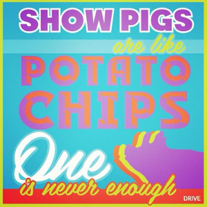 Show Pigs are like Potato Chips