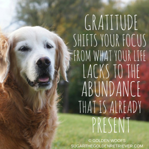 Gratitude Quotes: Abundance Already Present