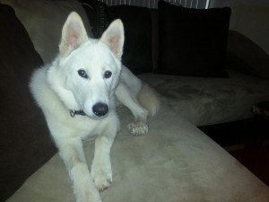 German Shepherd Mix Puppies