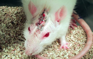 Top Five Reasons to Stop Animal Testing