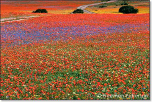 Join me in South Africa: Namaqualand and the Cape Floristic Kingdom ...