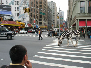 Jumanji zebra middle street crossing walk eat lafayette photoshop ...