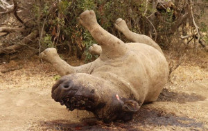 Javan Rhino Poached to Extinction in Vietnam - Photo Reuters