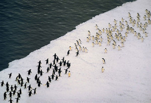 Funny photos funny Penguins fight Antarctica