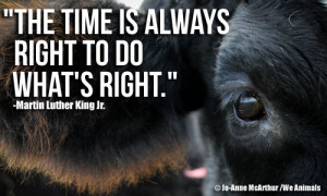 Abused Animals Quotes King jr. and animal rights