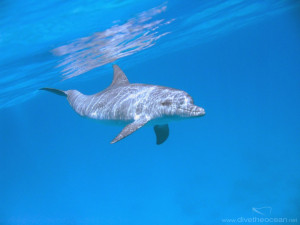 Funny Quotes Bottlenose Dolphin Jumping At Sunset Caribbean Honduras ...