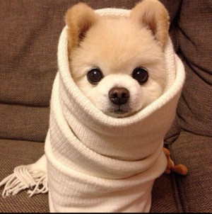 Gotta Keep Warm In The Winter | Cutest Paw