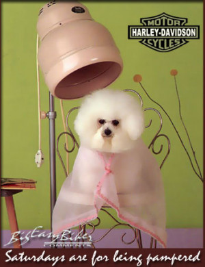 hairdresser Images and Graphics