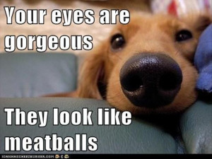 beautiful eyes, funny dogs