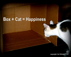 box-cats-happiness-quote