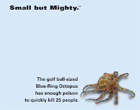 Novack+Macey+Small+but+Mighty+octopus.jpg