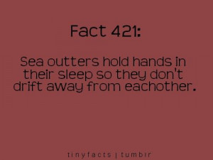 Quotes / i knew i liked sea otters :)