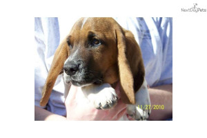 beautiful-basset-hound-male-puppy--see-videodog-basset-hound-puppy ...