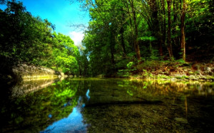 calm, forest, nature, river