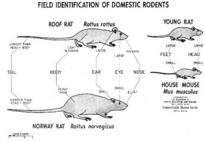 animal droppings identification chart