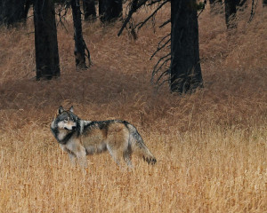 Gray wolf in Yellowstone National Park (Credit: Sandy Sisti)
