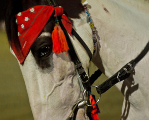saif Animal , Gallery Horse , Karachi , Sea View