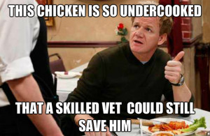 gordon ramsay picture funny 8 gordon ramsay picture funny 9