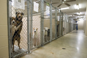 Animal Rescue - Animal Shelter Reform