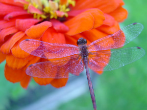 Dragonfly flower by Vonawes
