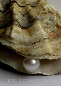 The pearl represents hope for Kino, Juana, and Coyotito. Now they can ...