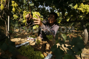 Palestinian farmers harvest grapes from a field cultivated a near the ...