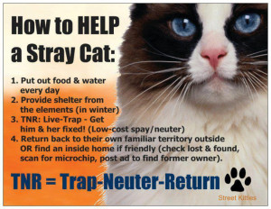 how-to-help-a-stray-cat
