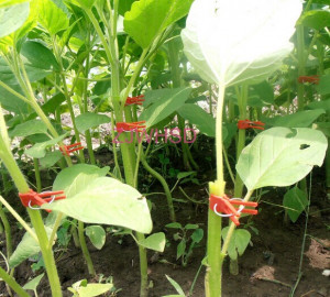 Grafting Clips Garden Vegetable Flower Vine Bushes Plants New jpg