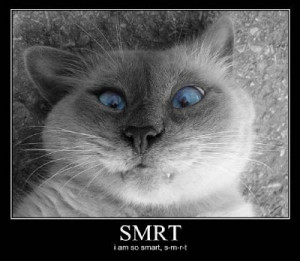 Image is a demotivational poster of a derpy looking cat. Caption says ...
