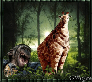 Funny Scared Giraffe Spider Animal Picture Photo Image African