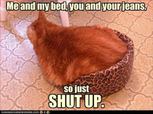 cat bed, funny cats